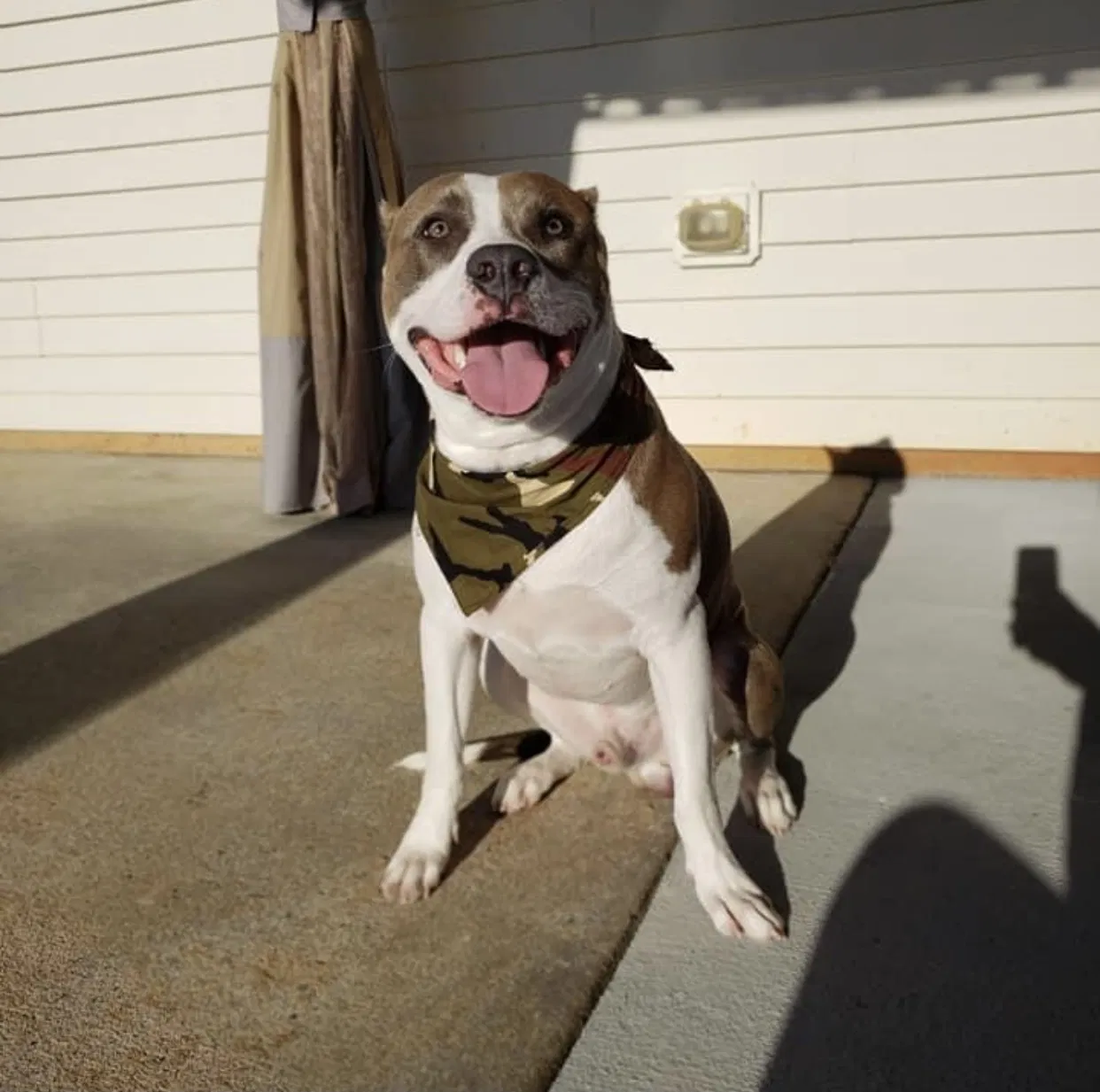 Lost dog in Kernersville, NC, 27284