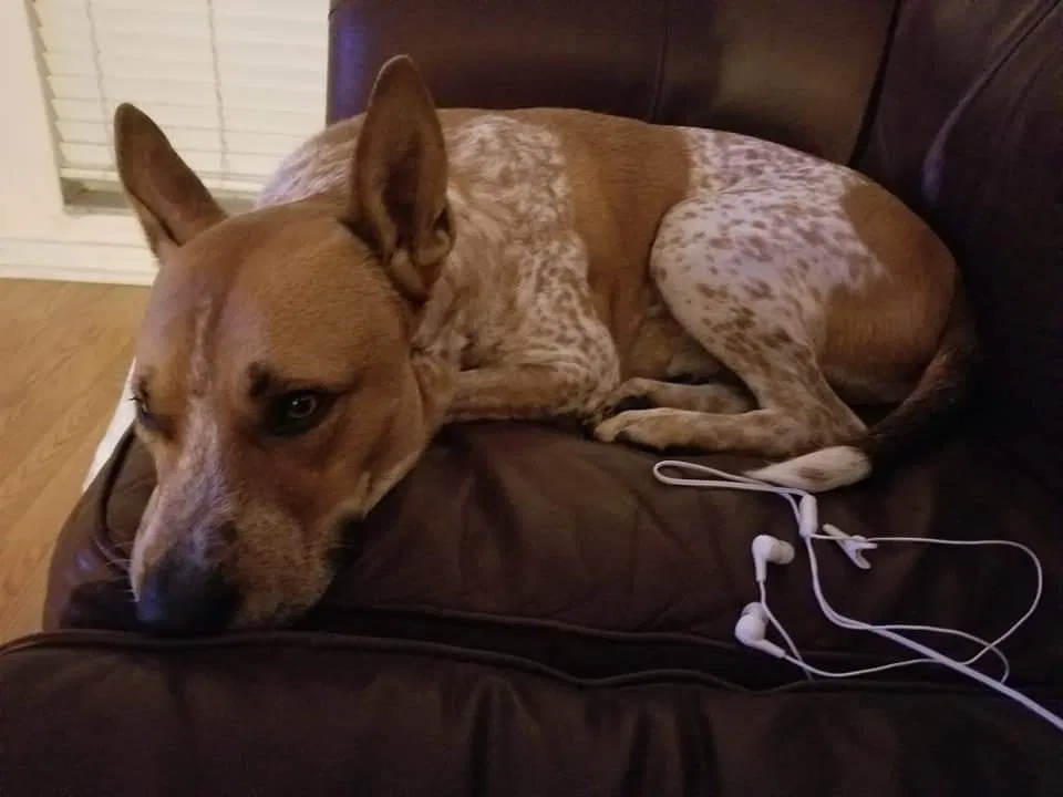 Lost dog in Tampa, FL, 33610