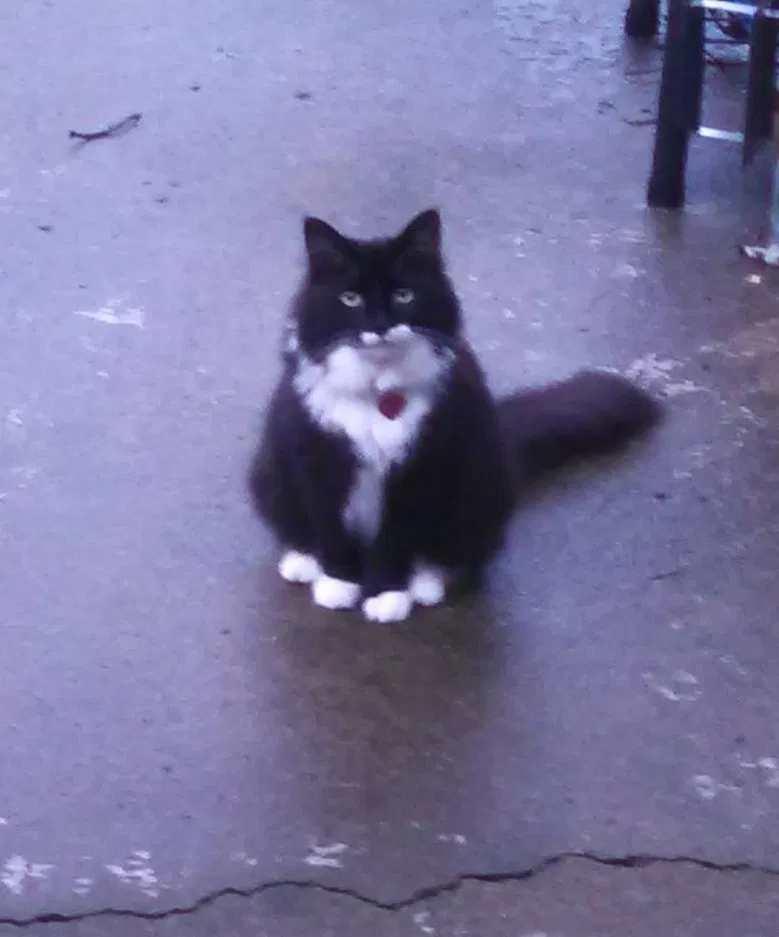 Lost cat in Dayton, OH, 45417