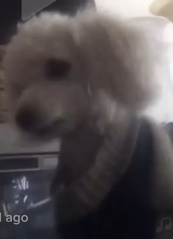 Lost dog in Albuquerque, NM, 87121