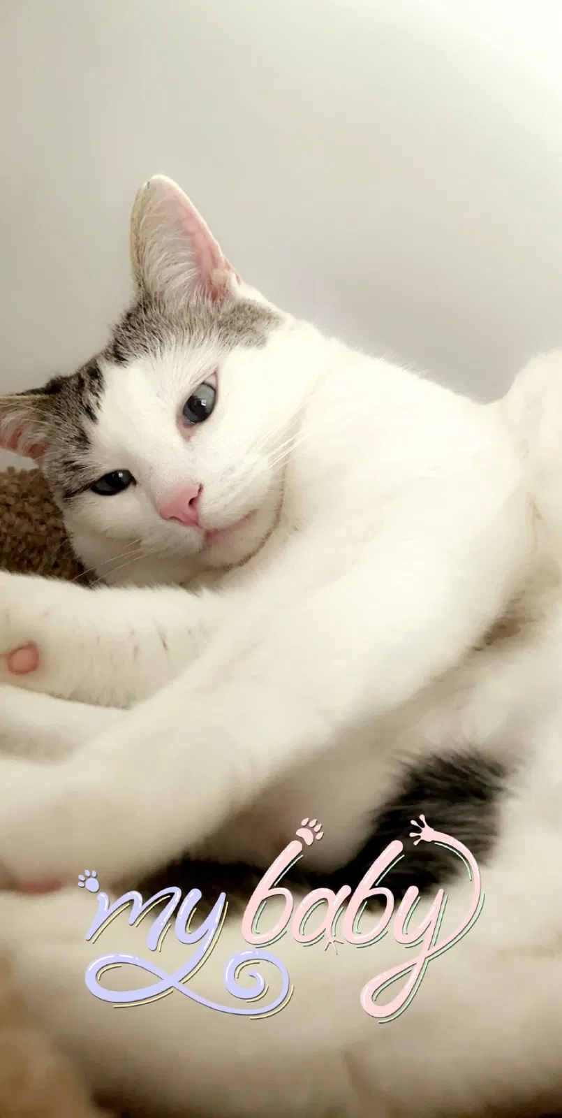 Lost cat in Morrisville, PA, 19067