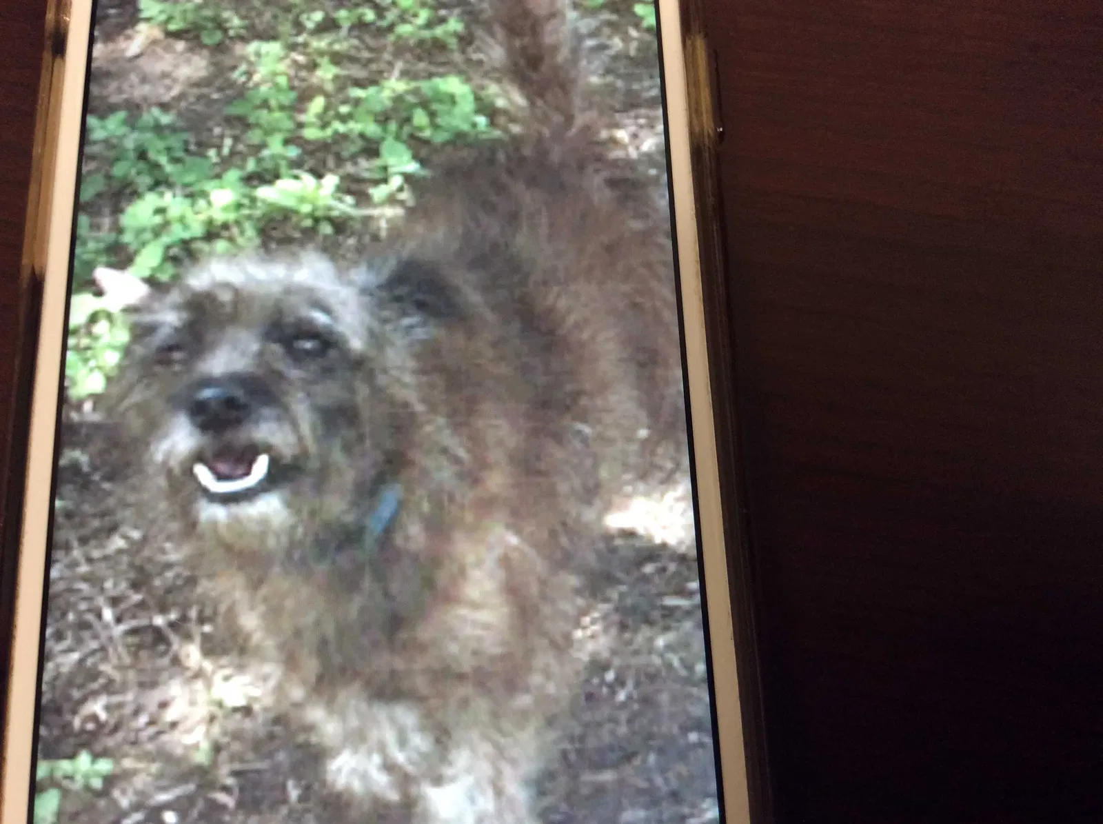 Lost dog in Weslaco, TX, 78599