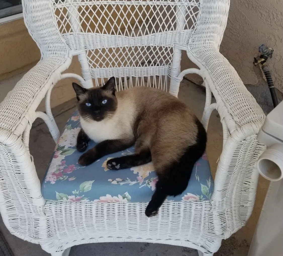 Lost cat in Sandia Park, NM, 87047