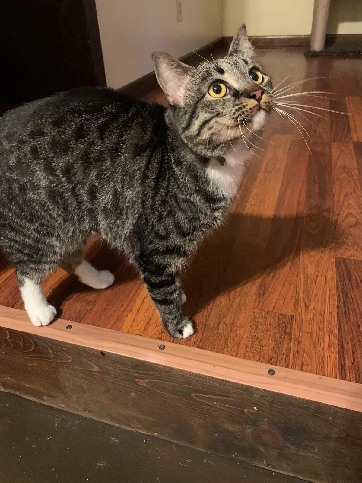 Lost cat in Fayetteville, NC, 28314