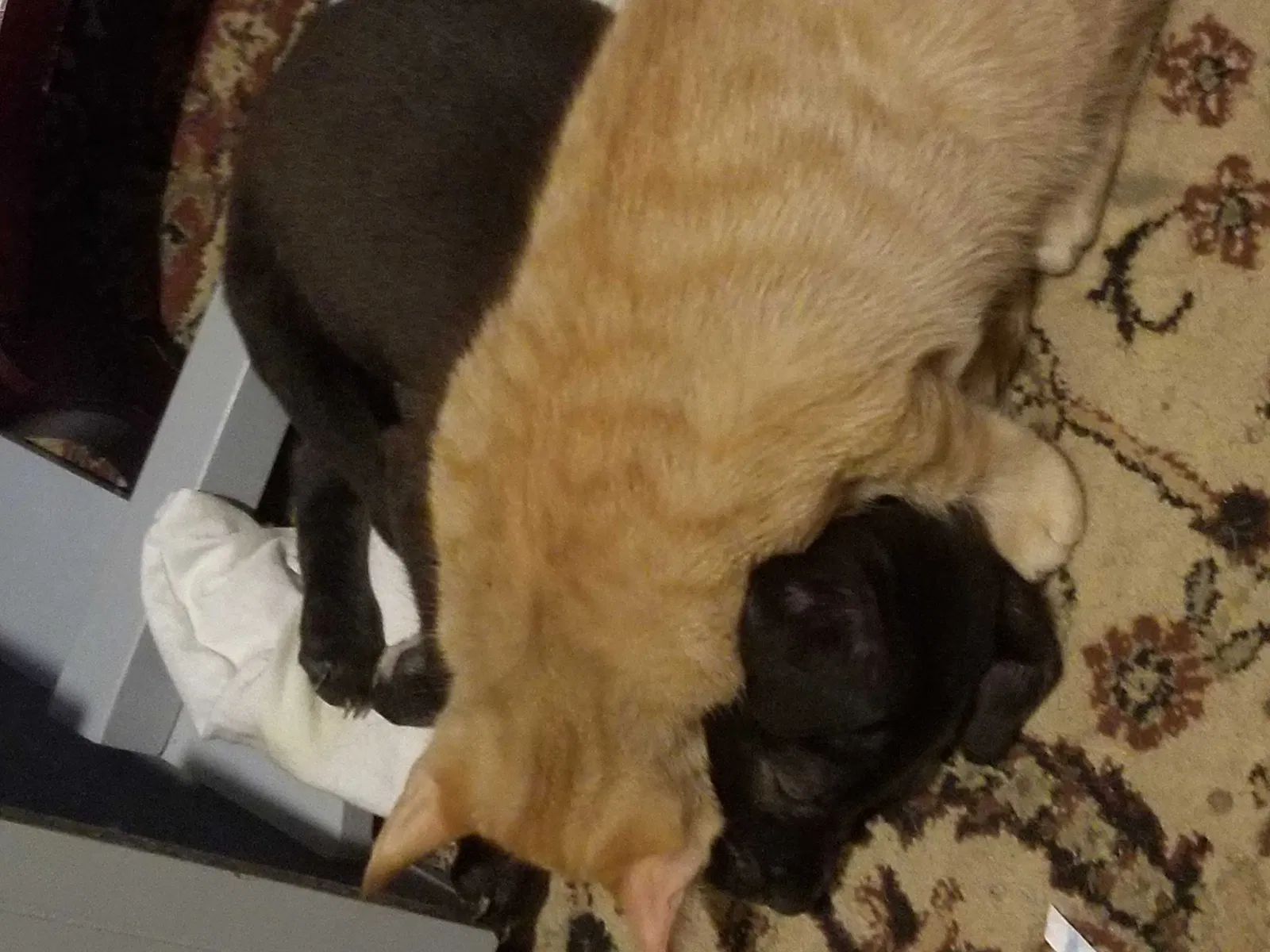 Lost dog in Tulsa, OK, 74116