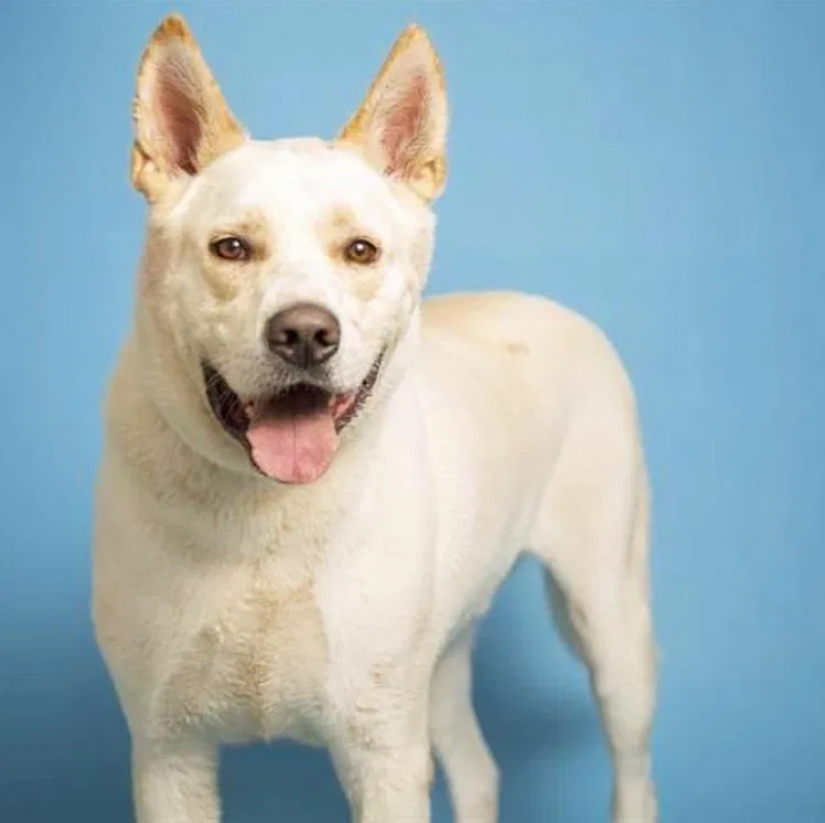 Lost dog in Phoenix, AZ, 85041