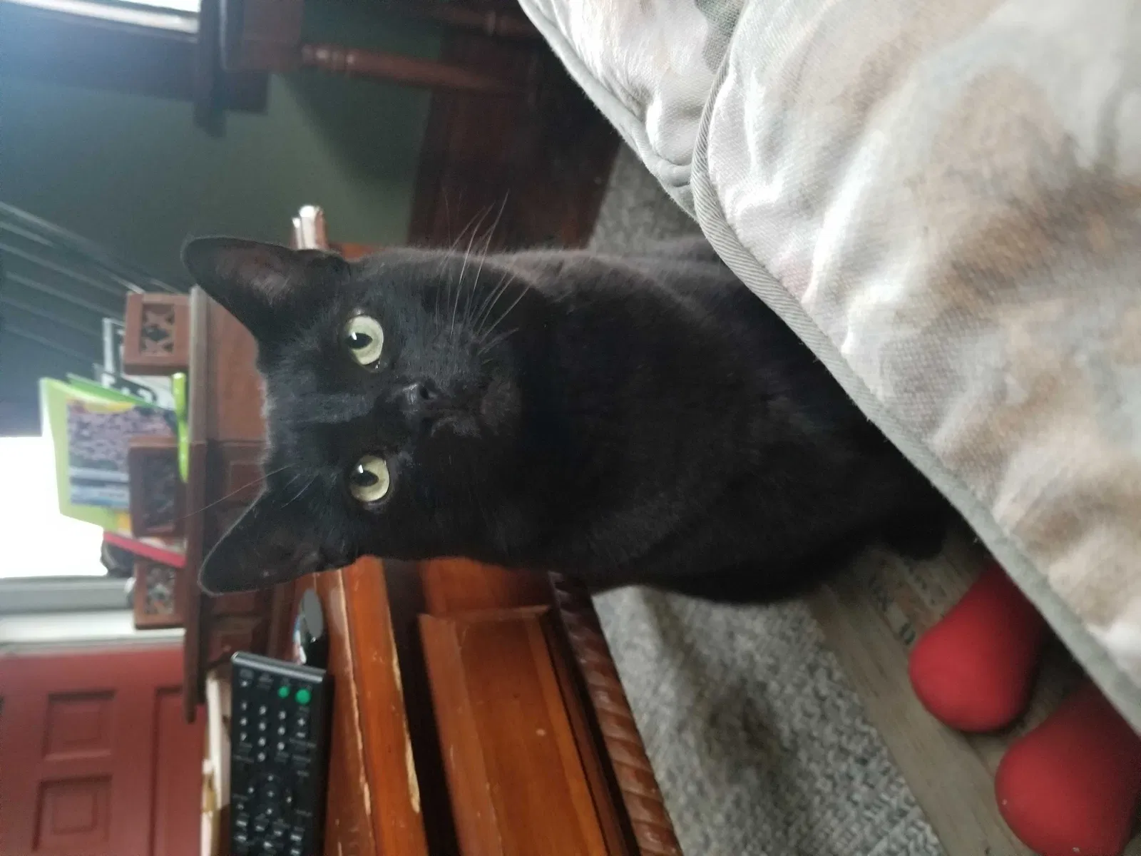 Lost cat in Cleveland, OH, 44113