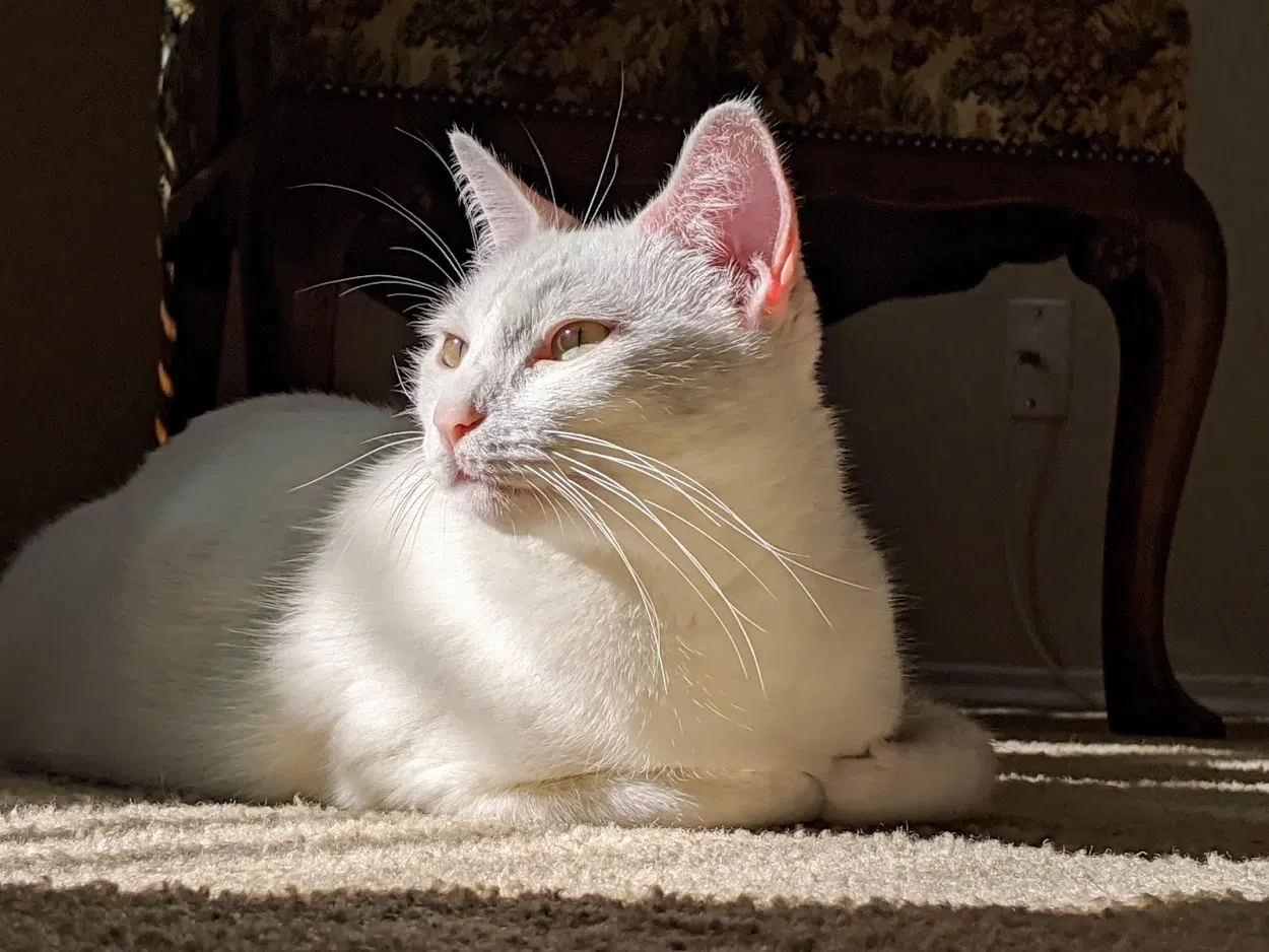 Lost cat in San Antonio, TX, 78247