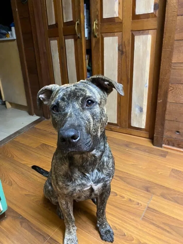 Lost dog in New Port Richey, FL, 34652