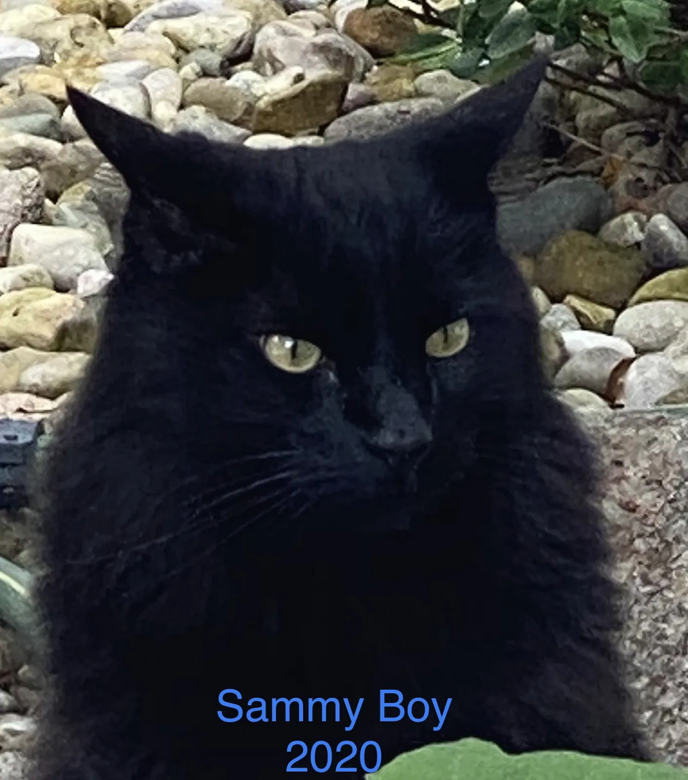 Lost cat in Maryville, IL, 62062