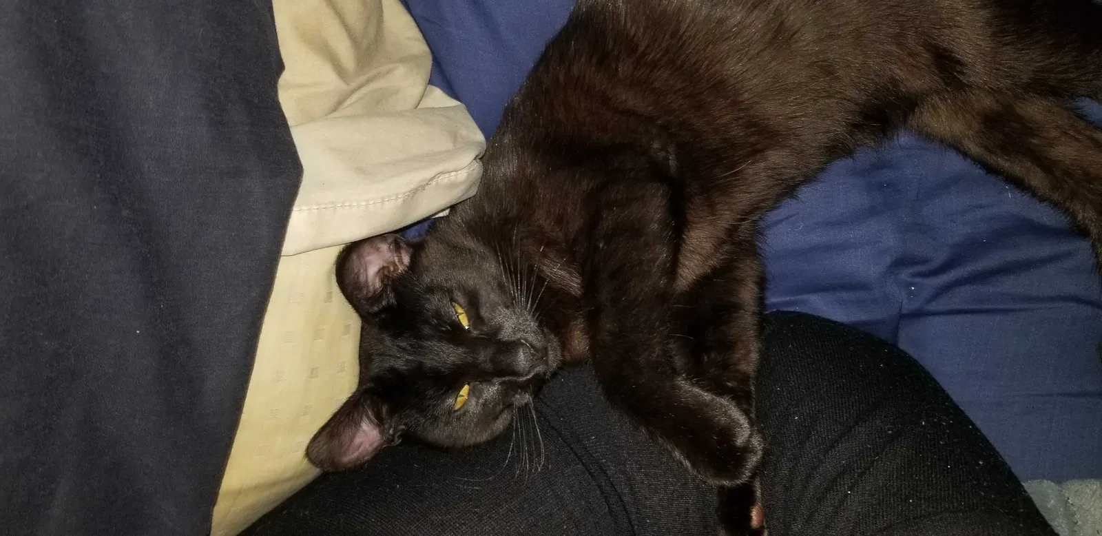 Lost cat in Tacoma, WA, 98404