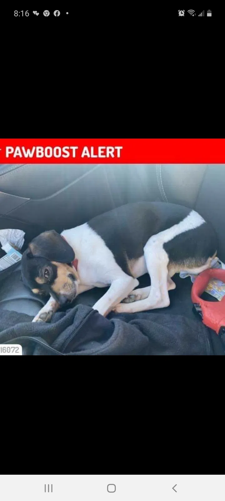 Lost dog in Colorado Springs, CO, 80924
