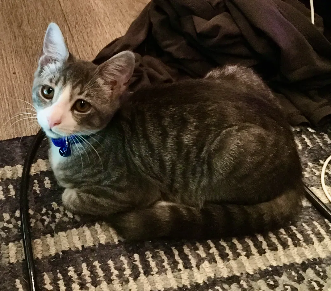 Lost cat in Gainesville, FL, 32608