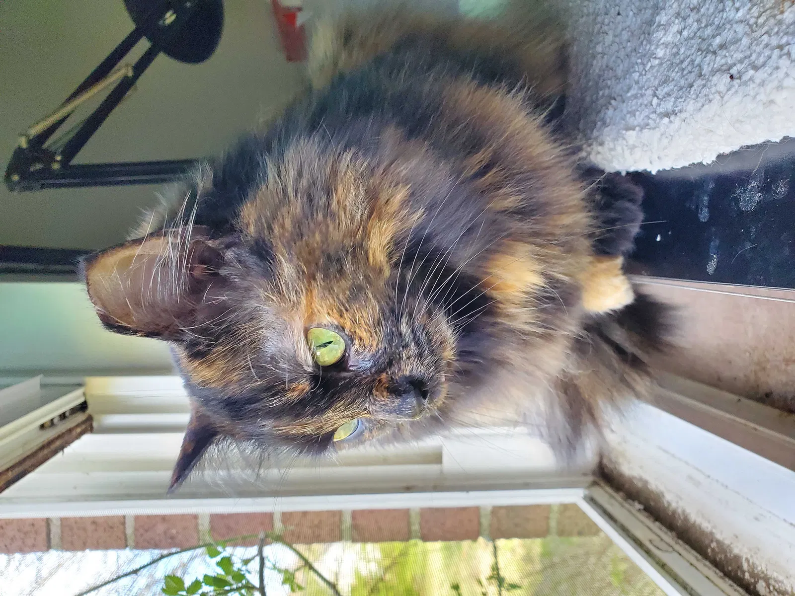 Lost cat in Cincinnati, OH, 45230