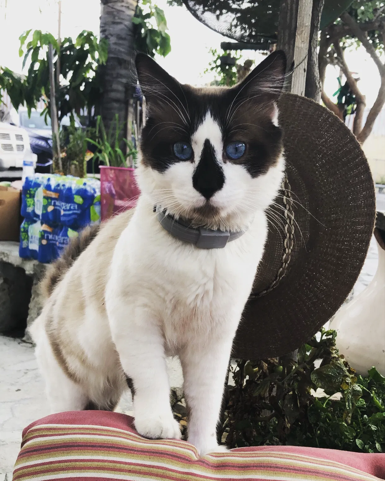 Lost cat in Los Angeles, CA, 90034