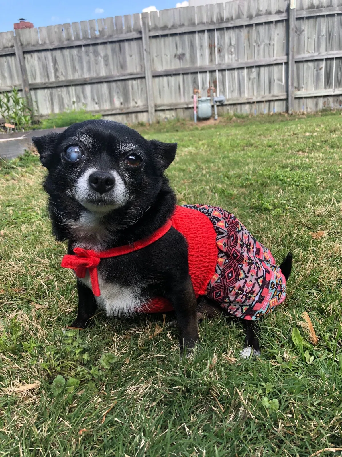 Lost dog in Tulsa, OK, 74133