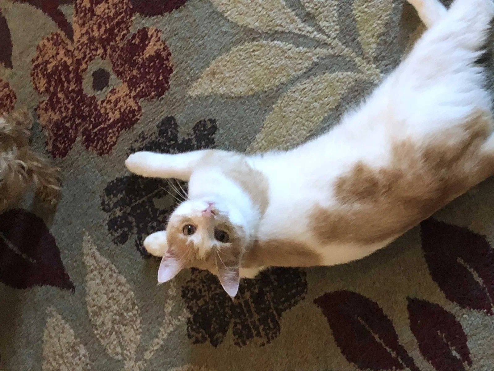 Lost cat in Fort Wayne, IN, 46805