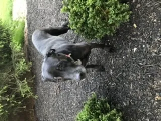 Lost dog in Saint Louis, MO, 63141