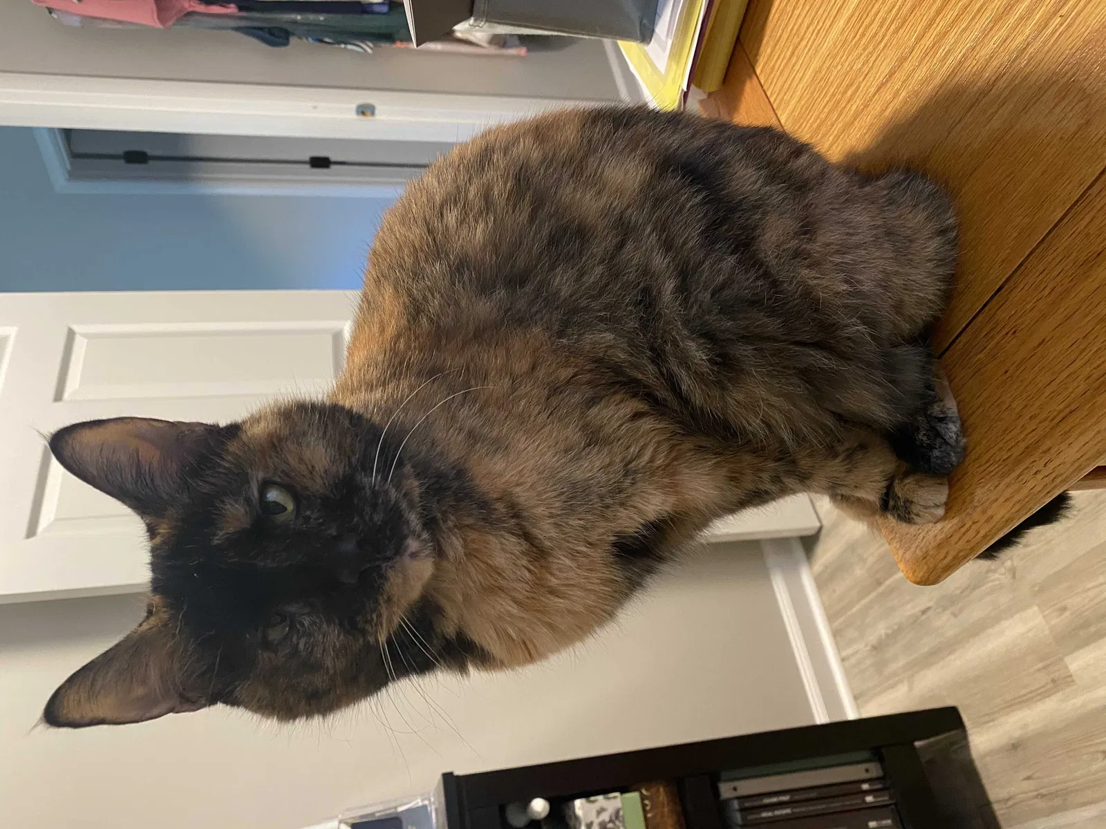 Lost cat in Fayetteville, NC, 28304