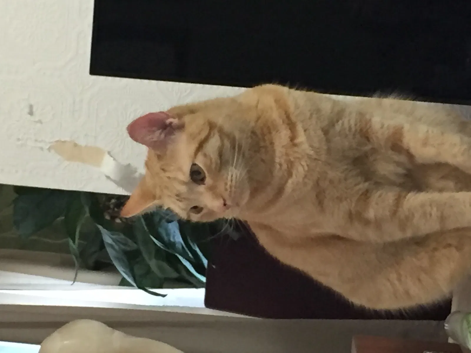 Lost cat in Flushing, NY, 11358