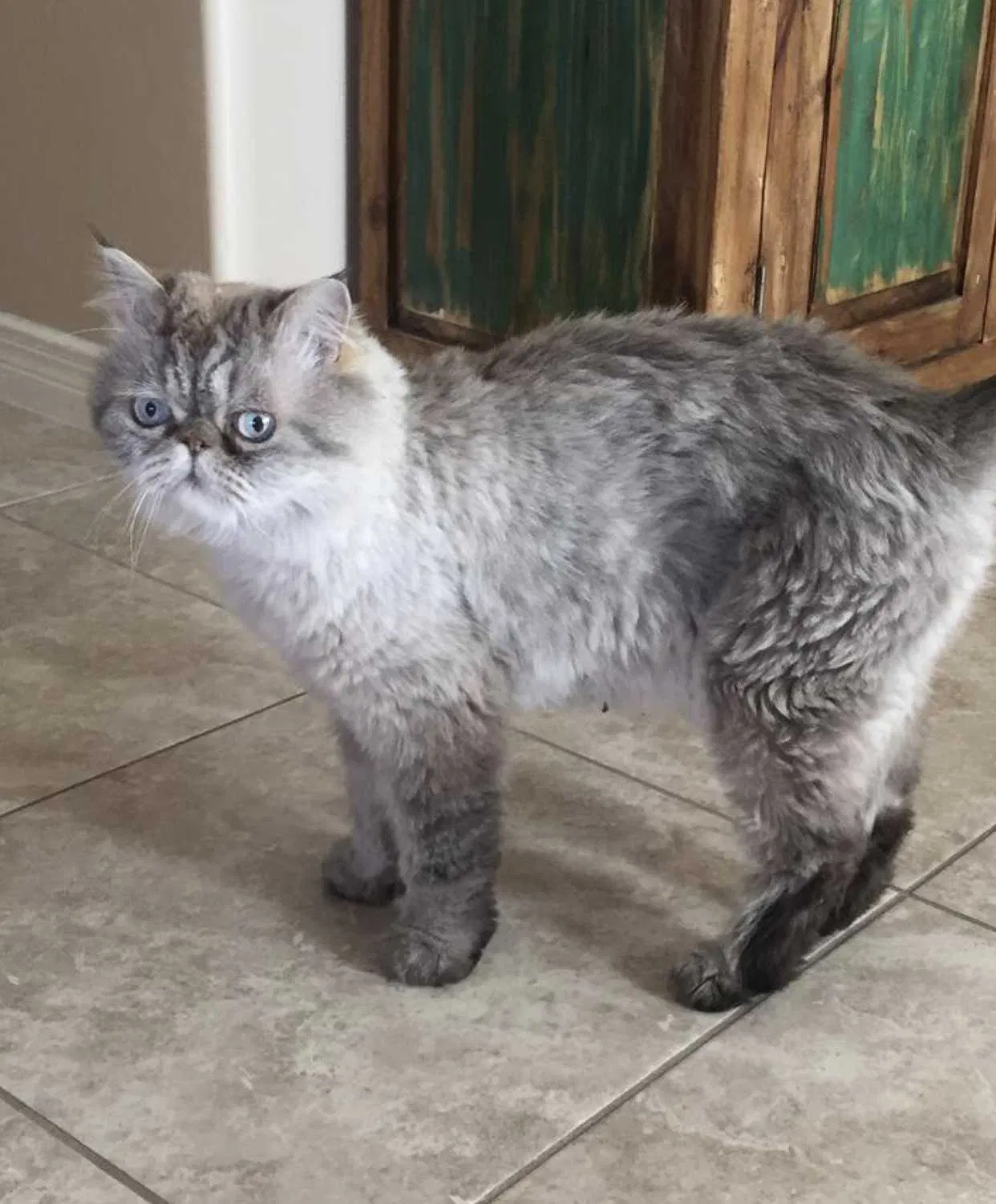 Lost cat in Las Cruces, NM, 88012