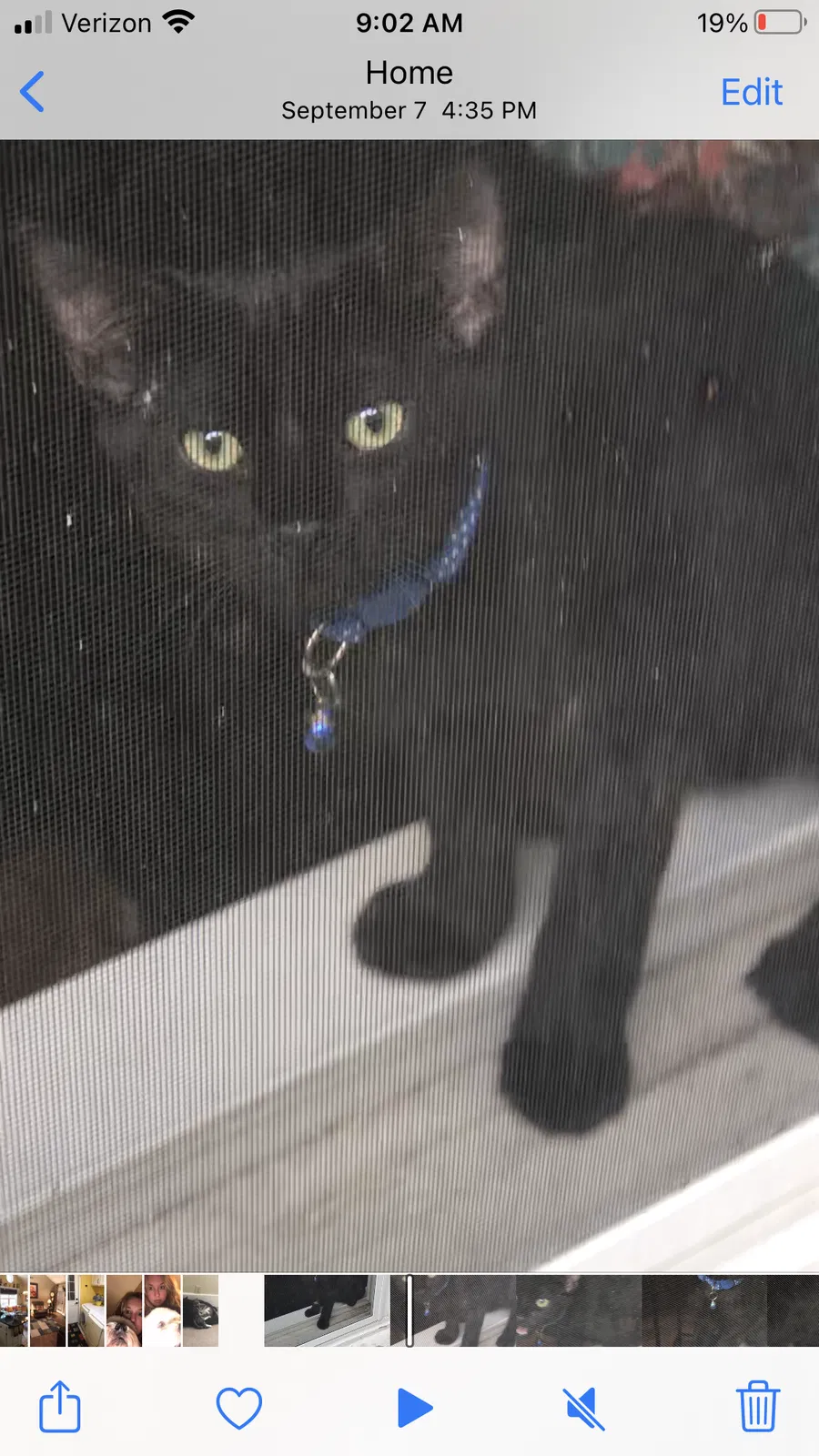 Lost cat in Marion, SC, 29571