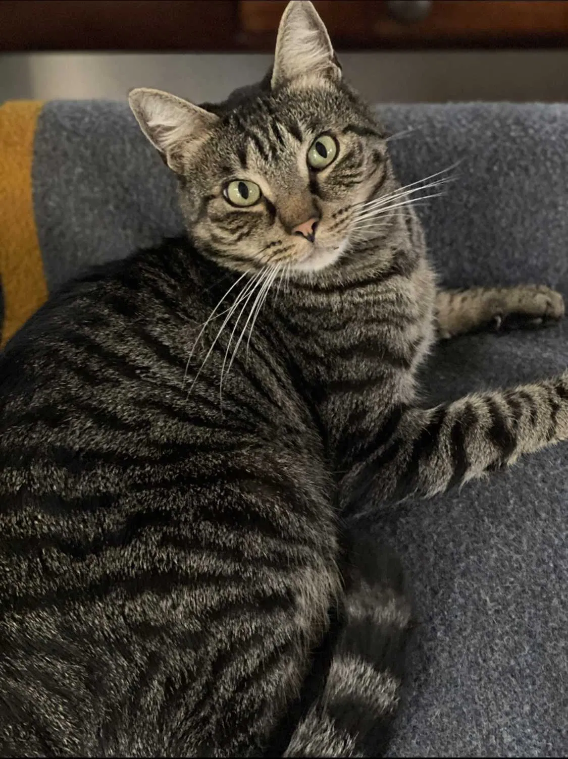 Lost cat in Malibu, CA, 90265