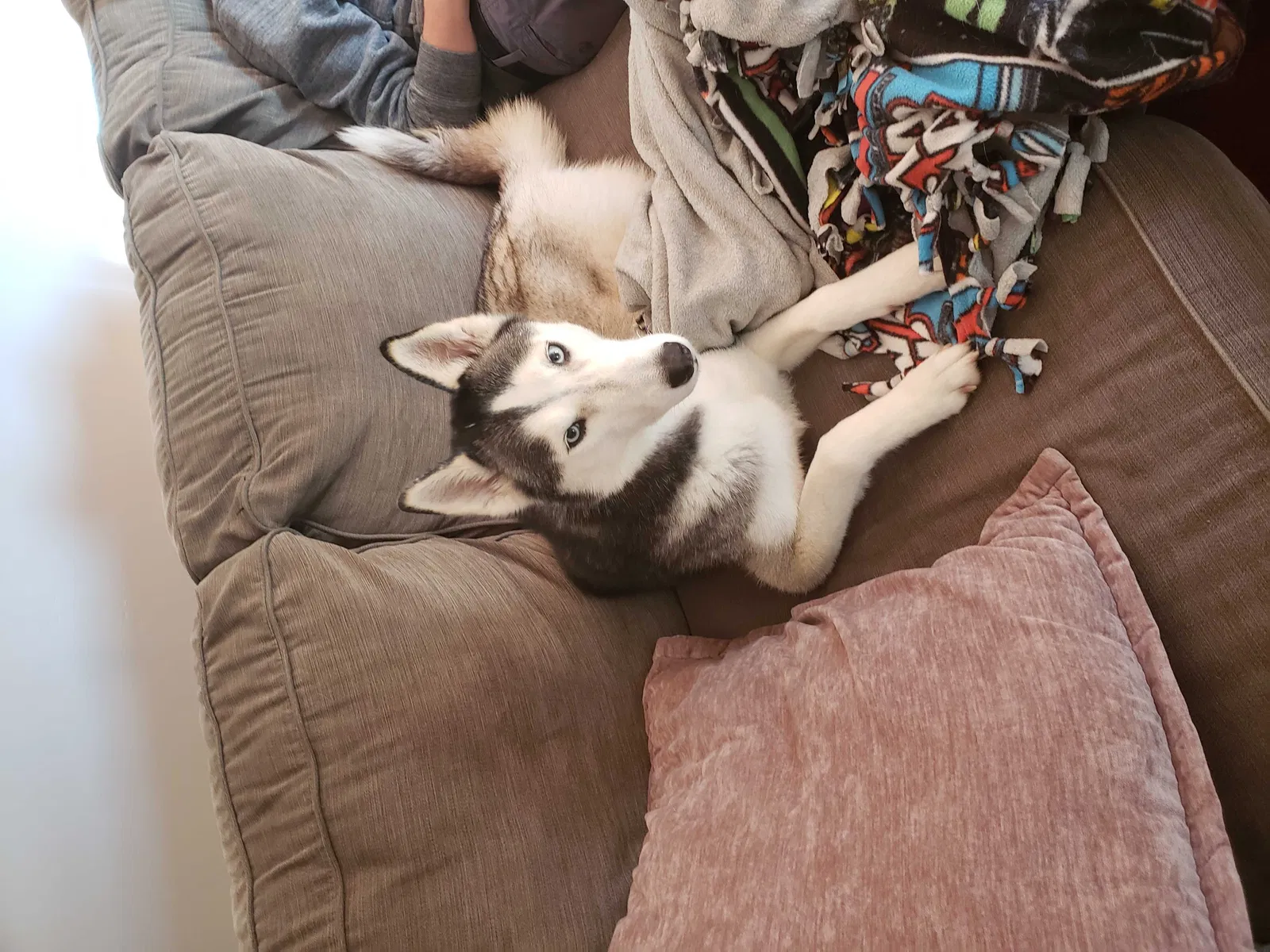 Lost dog in Jacksonville, NC, 28540