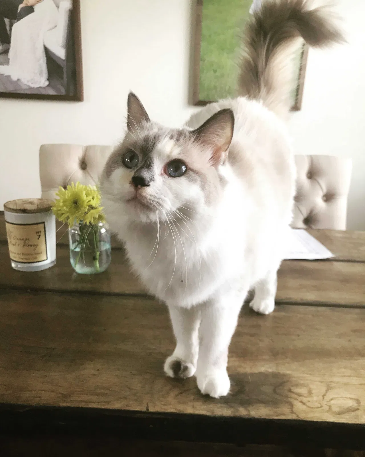 Lost cat in Berne, NY, 12023