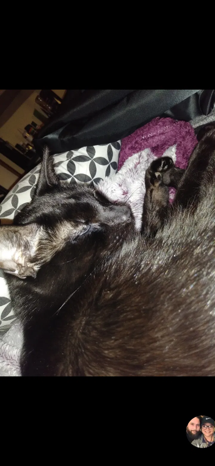 Lost cat in Indianapolis, IN, 46226