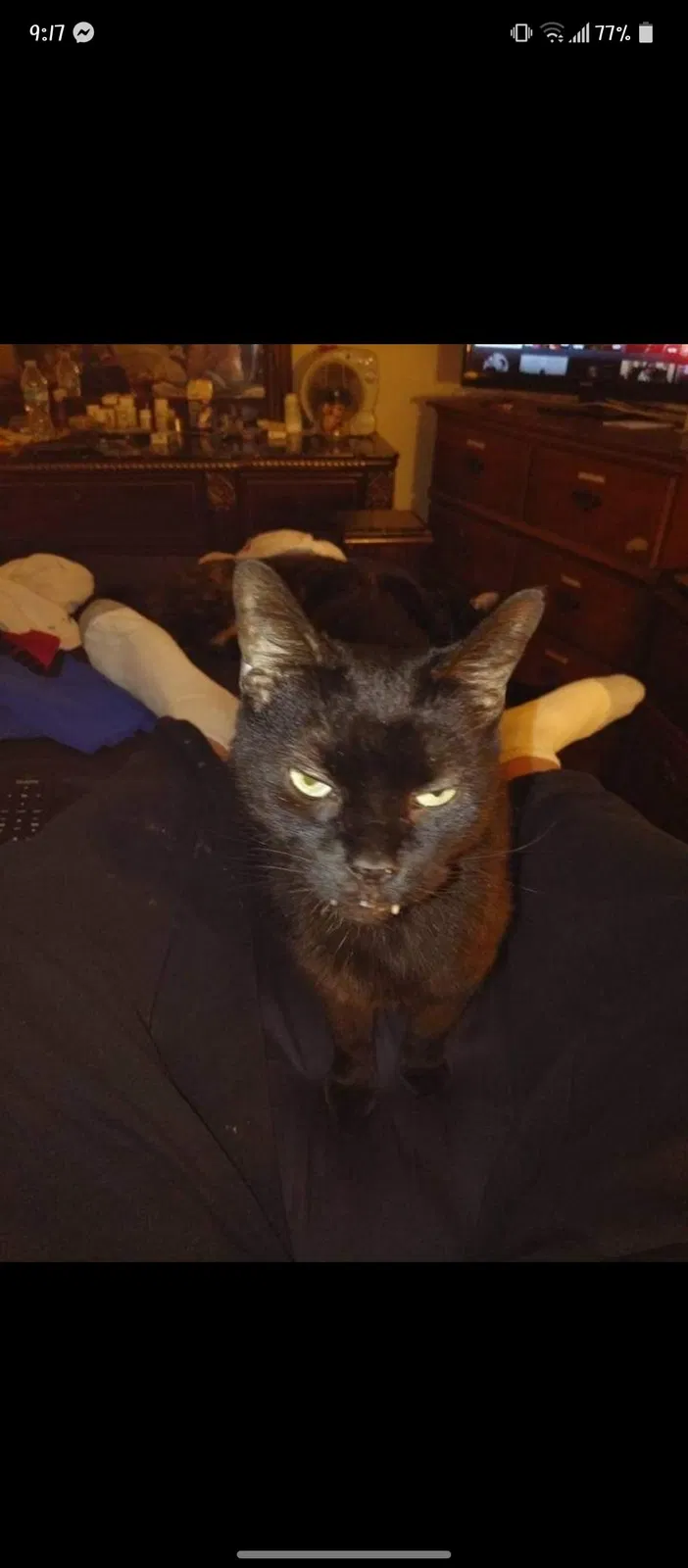 Lost cat in Indianapolis, IN, 46226