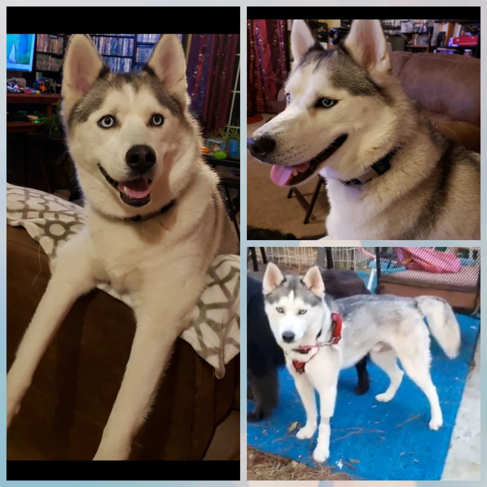 Lost dog in Saint Pauls, NC, 28384