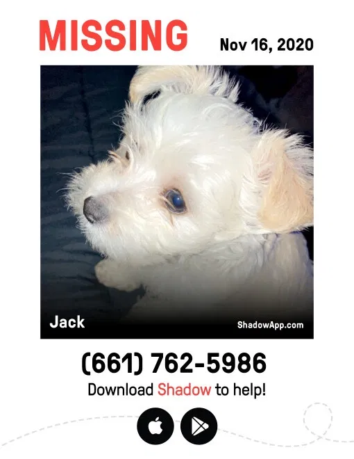 Lost dog in Bakersfield, CA, 93304