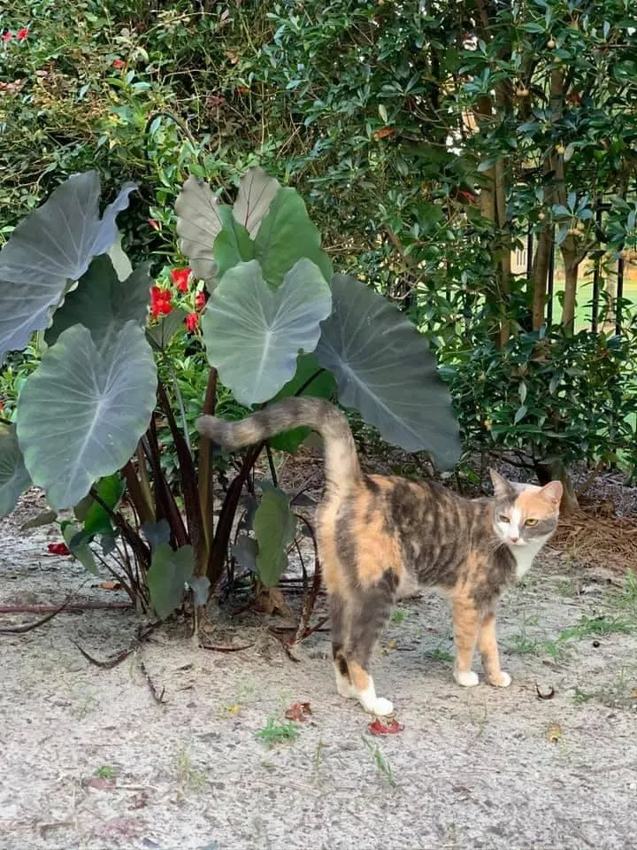 Lost cat in Wilmington, NC, 28405