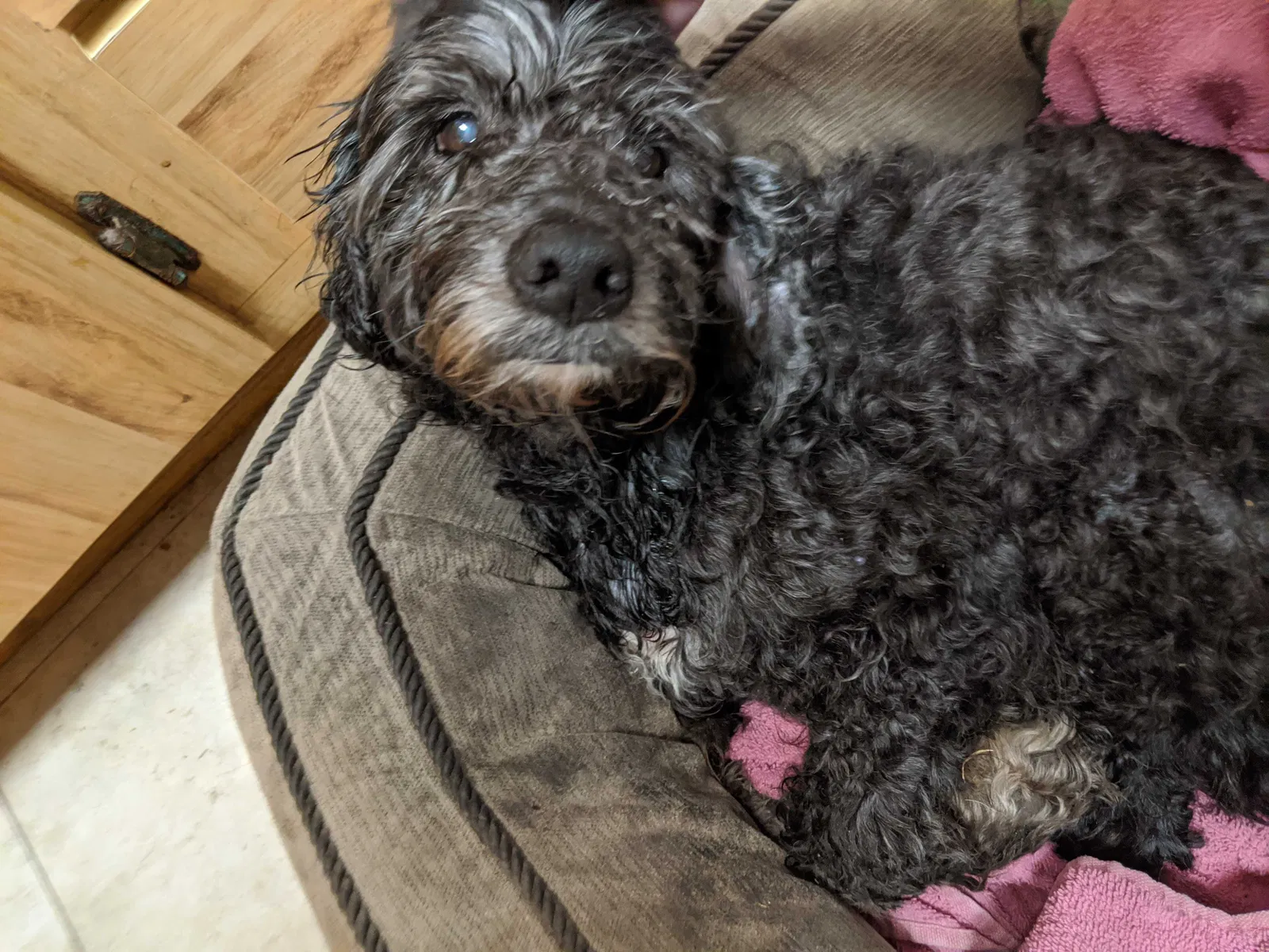 Lost dog in San Diego, CA, 92114