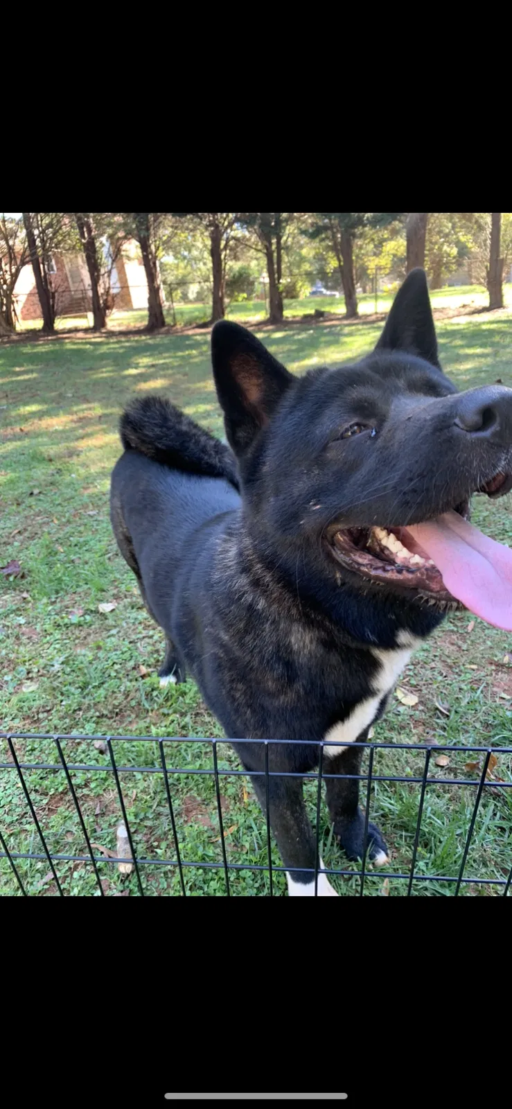 Lost dog in Charlotte, NC, 28227