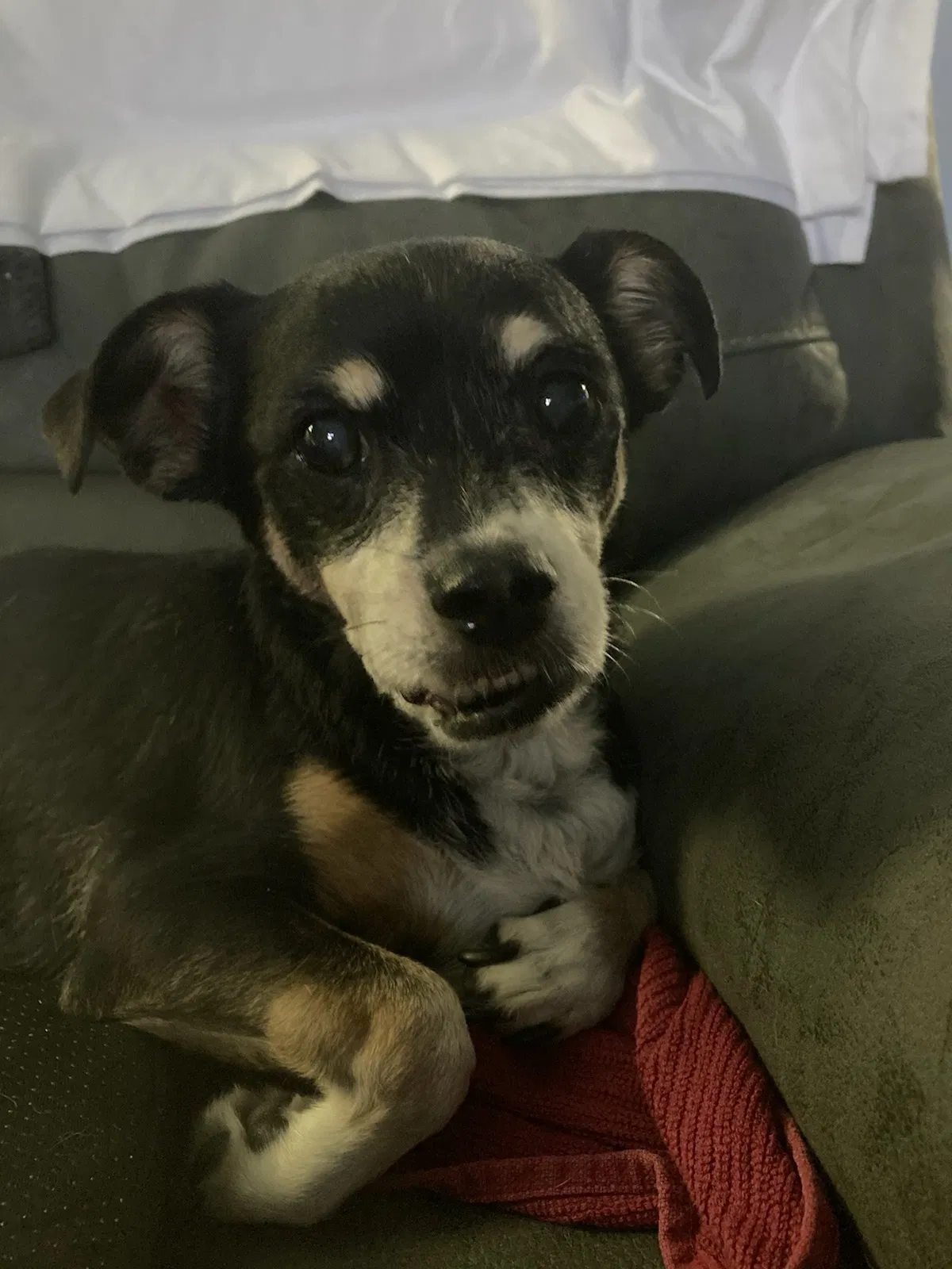 Lost dog in Covina, CA, 91722