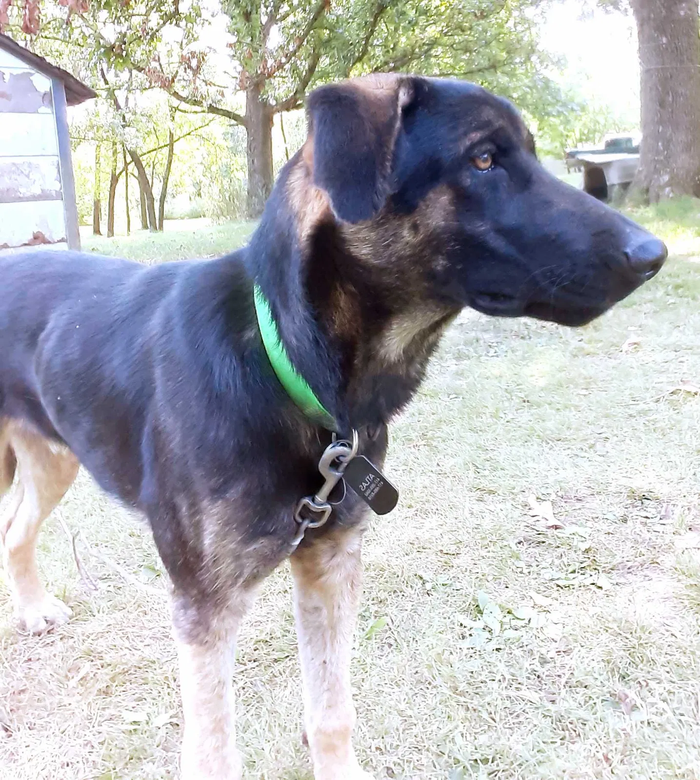 Lost dog in Neosho, MO, 64850