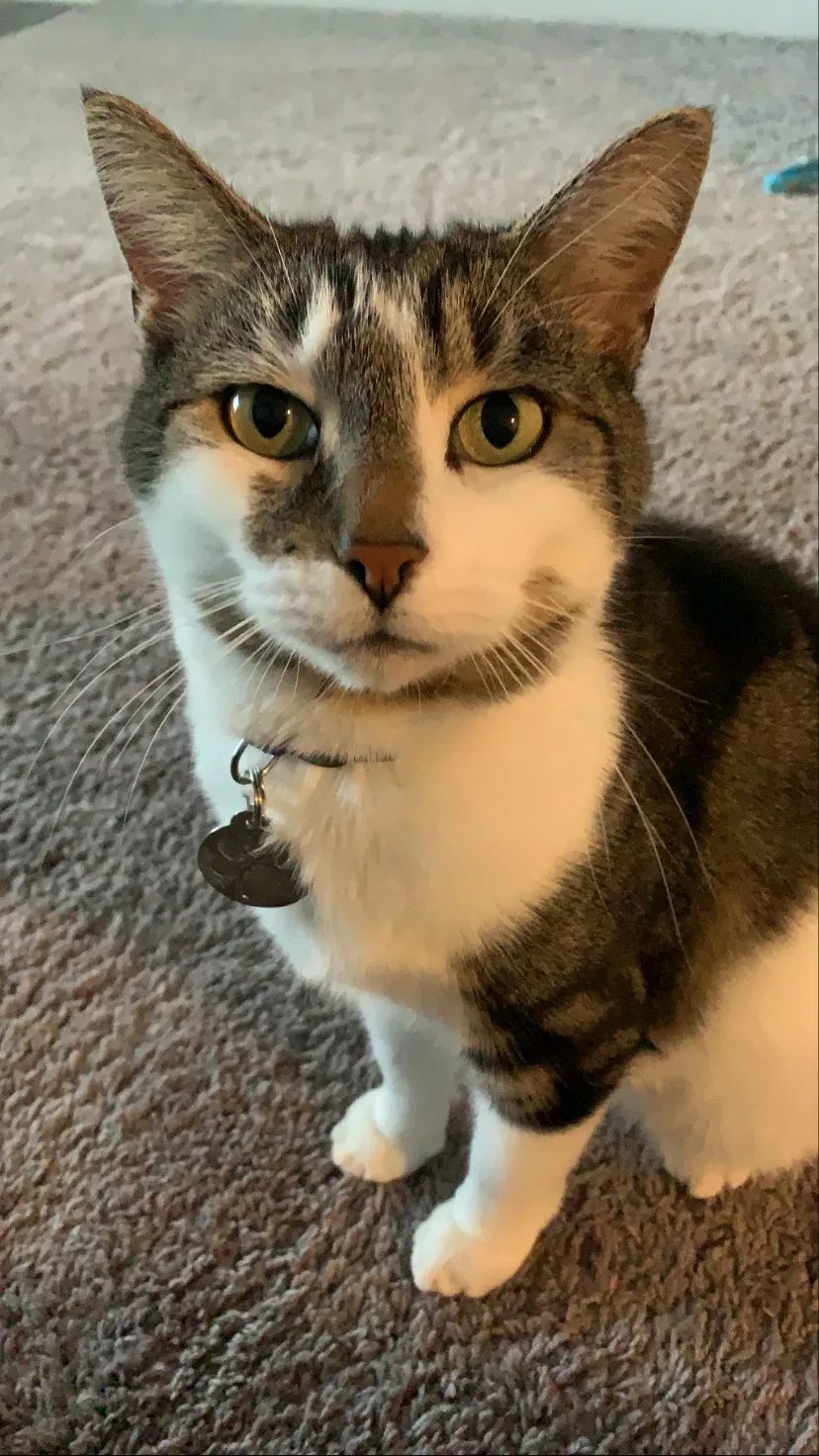 Lost cat in Fort Wayne, IN, 46845