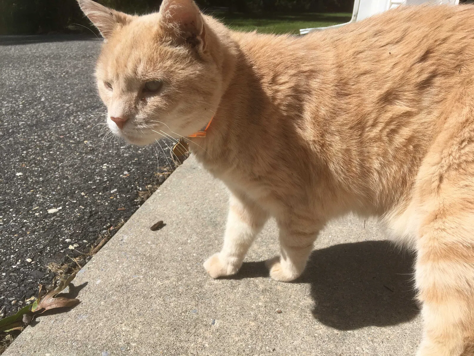 Lost cat in Estell Manor, NJ, 8319