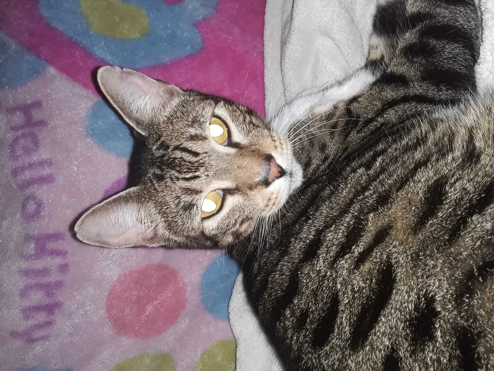 Lost cat in Corpus Christi, TX, 78411