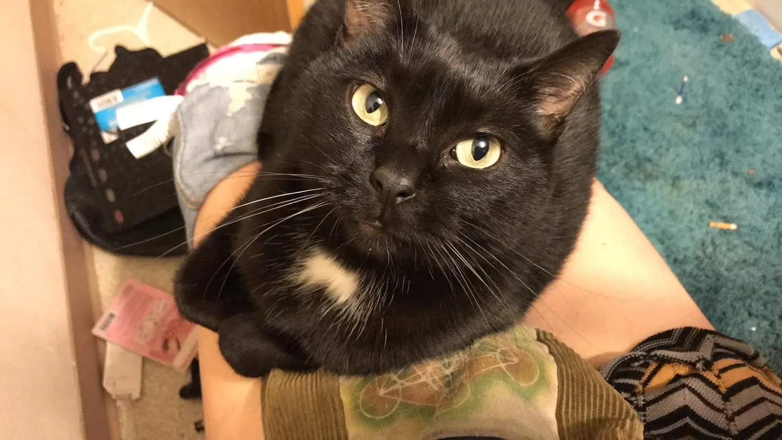 Lost cat in Eugene, OR, 97401
