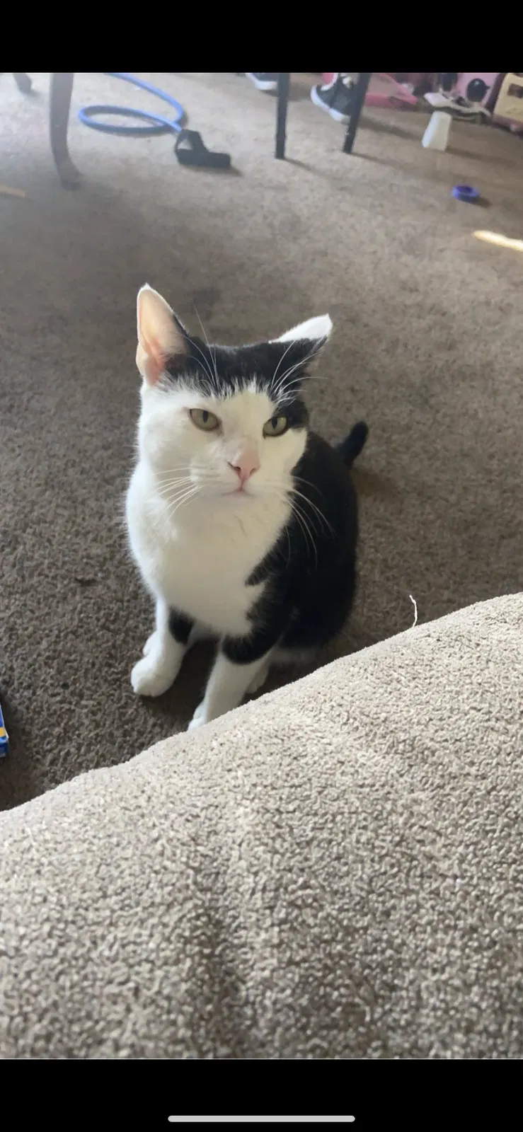 Lost cat in Pittsburgh, PA, 15229