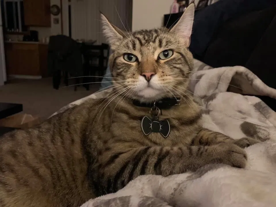 Lost cat in Portland, OR, 97223