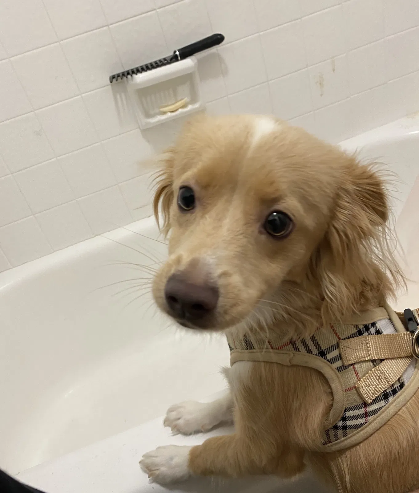 Lost dog in Riverside, CA, 92502