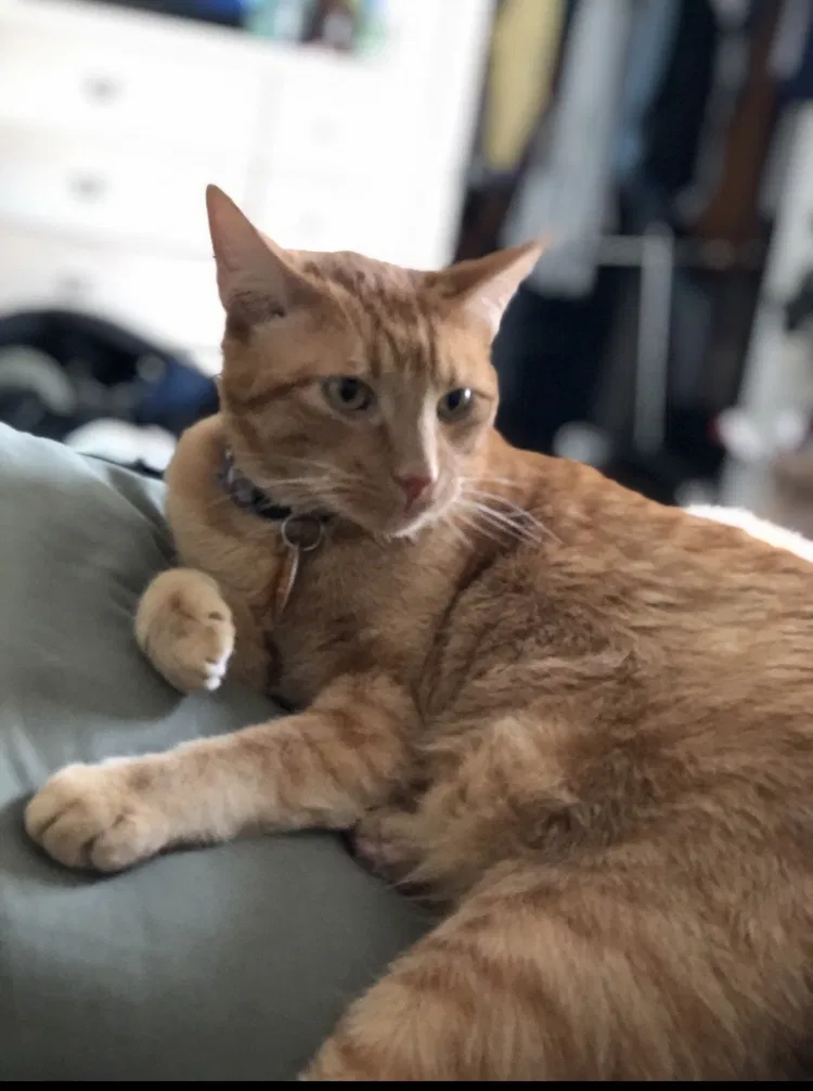 Lost cat in Grand Junction, CO, 81505