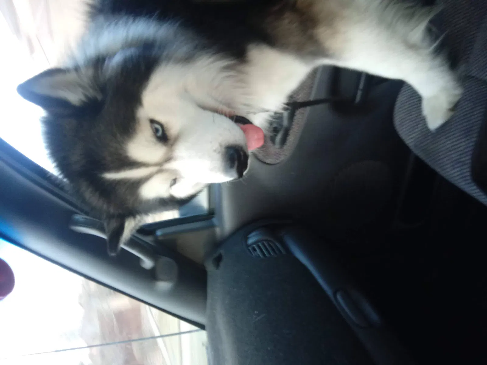 Lost dog in Aurora, CO, 80010