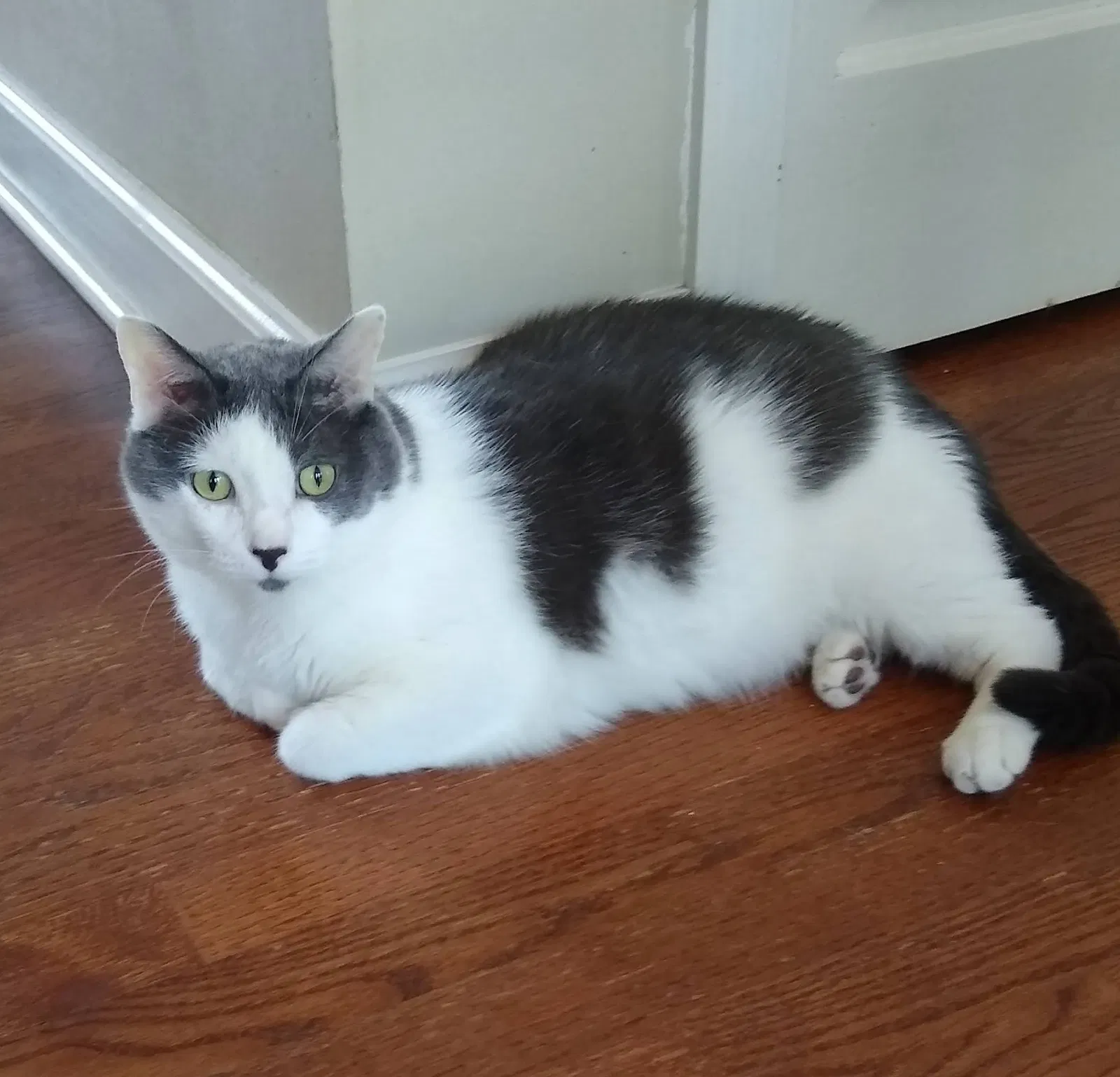 Lost cat in Grayslake, IL, 60030