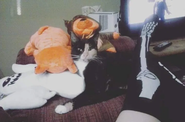 Lost cat in Wichita, KS, 67218