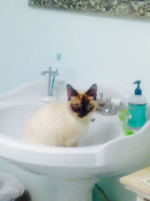 Lost cat in San Diego, CA, 92102